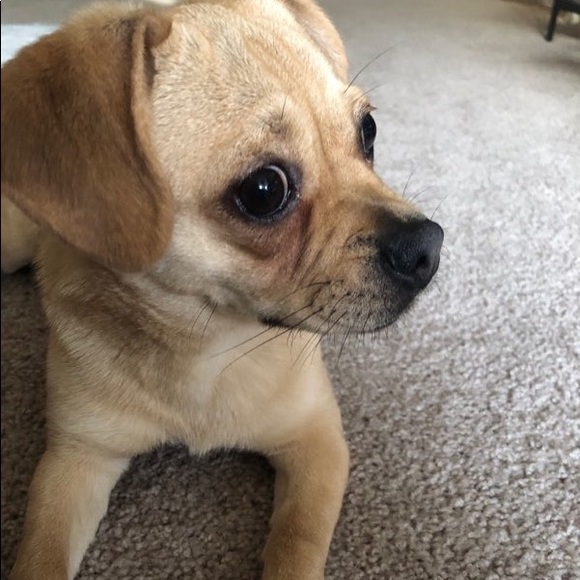 Meet your Posher, Stephanie - Picture 1 of 1